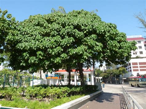 錦葉欖仁|樹木谷Hong Kong Tree Society